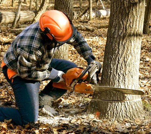 Tree Removal in Chandler, OK